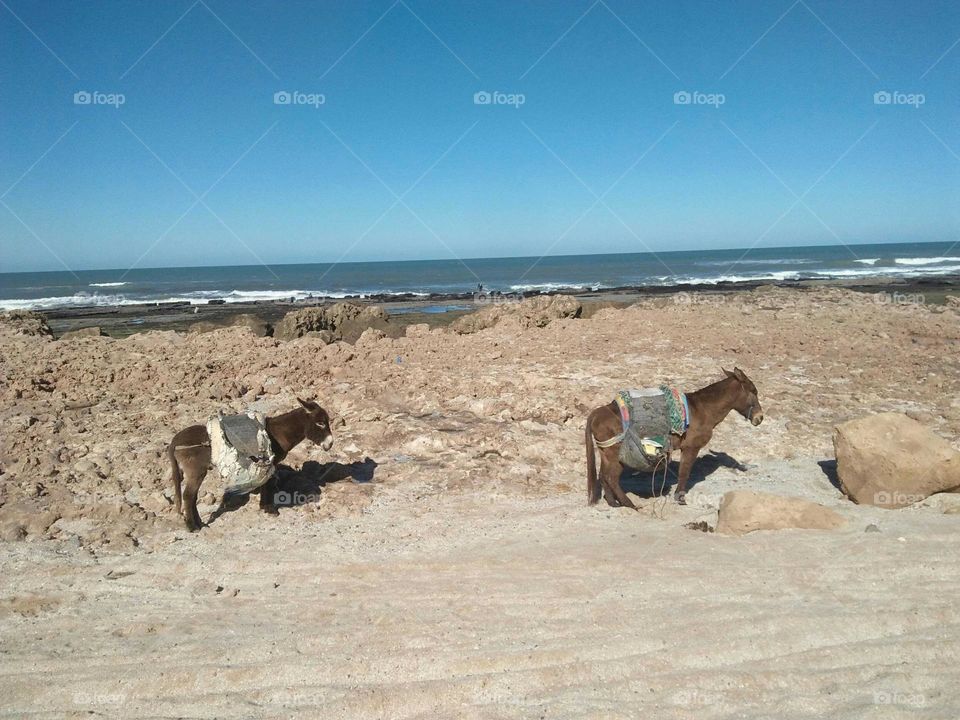 Two donkeys near the beach at essaouira in Morocco.