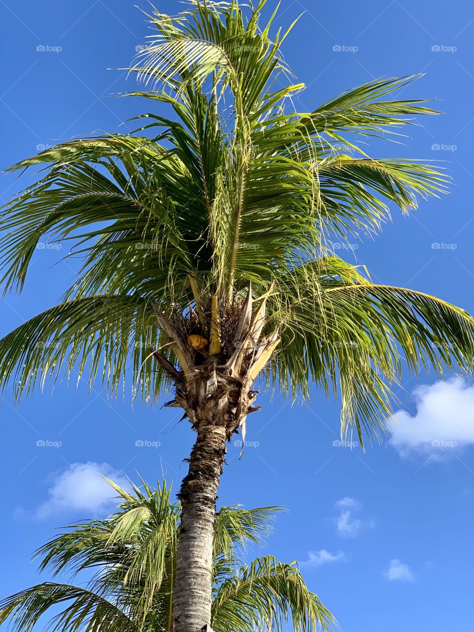 Underneath the palm tree