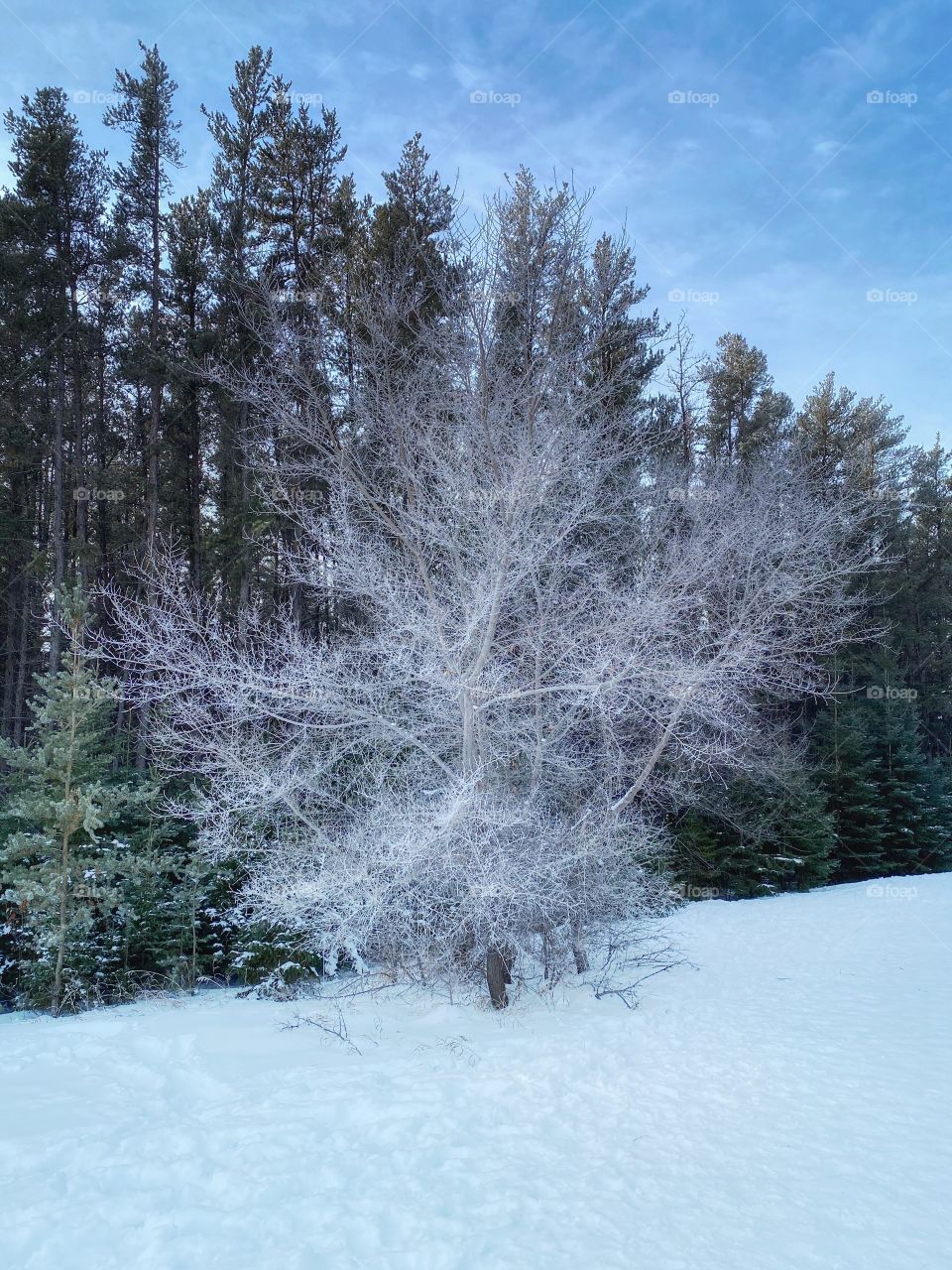 Frosty tree