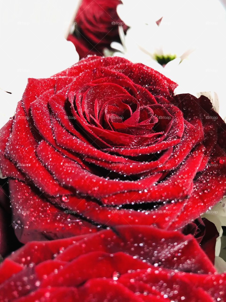 Красная Роза с каплями на лепестках 