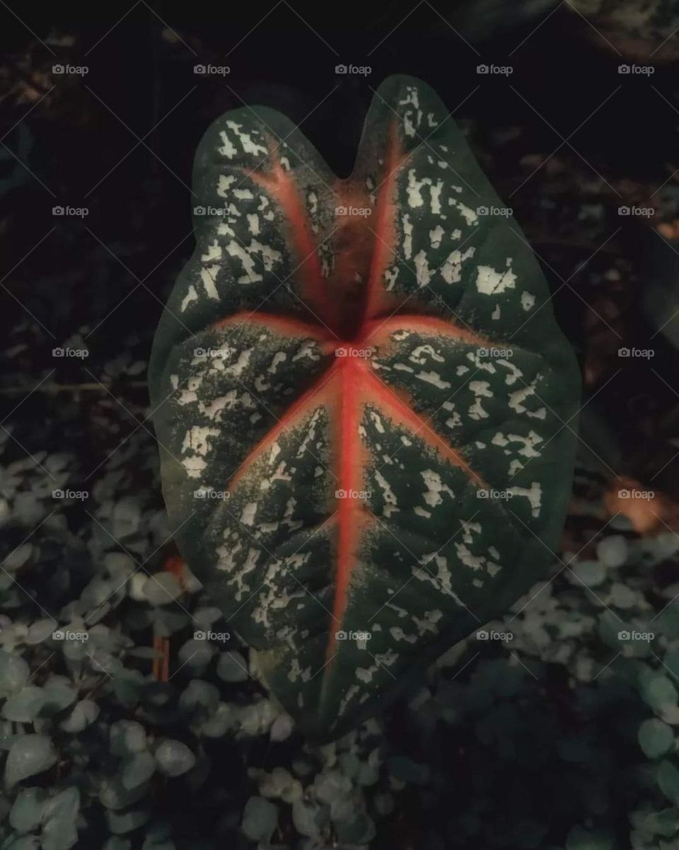 Caladium in the shape of a divided heart