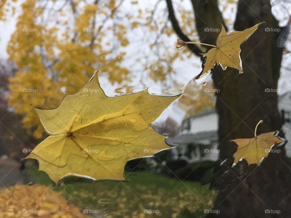 Wet leaves on the windshield