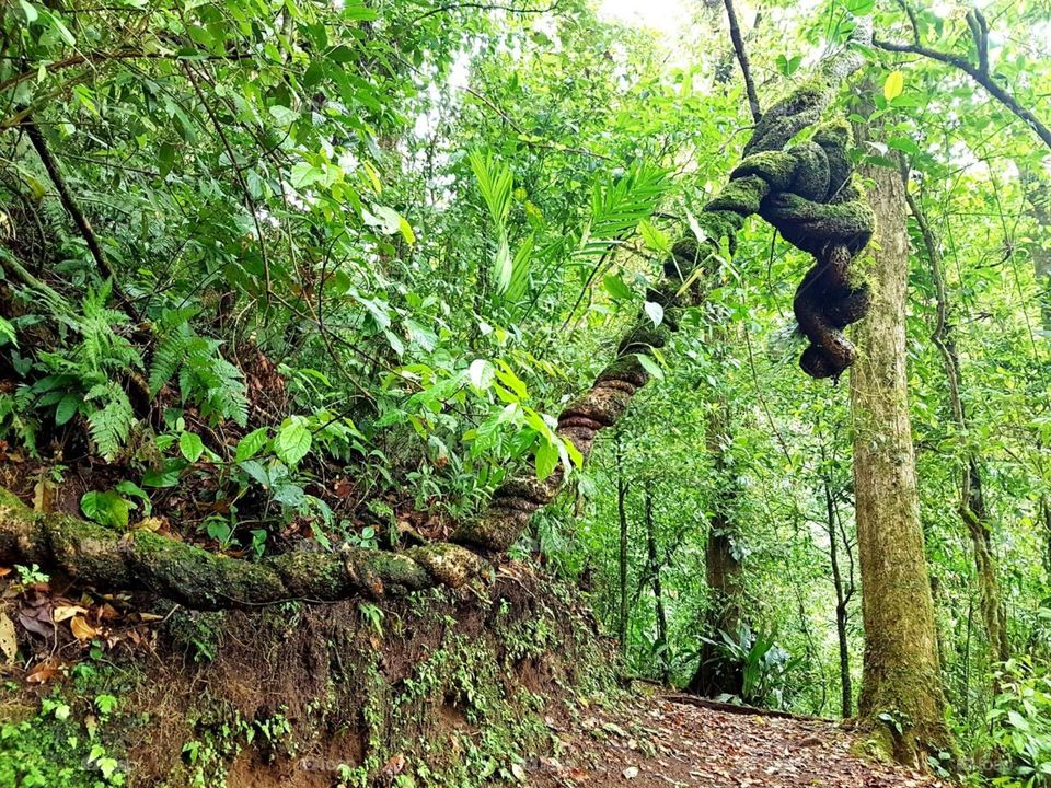 Bosque Eterno de los Niños, Monteverde, Costa Rica