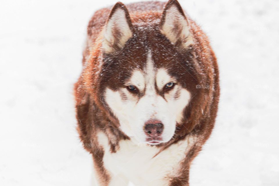husky in the snow