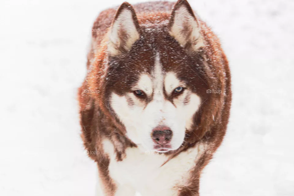 husky in the snow