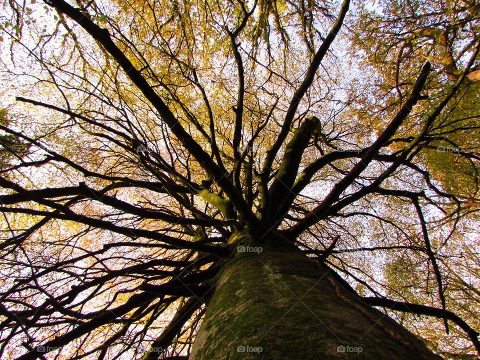 Low angle view of tree