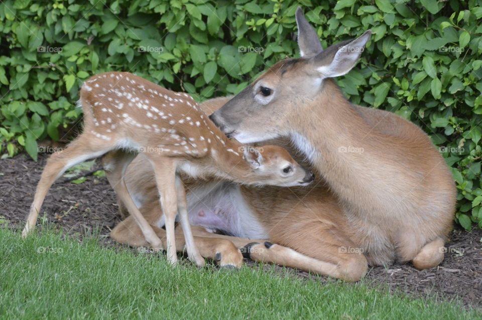 Doe and Fawn