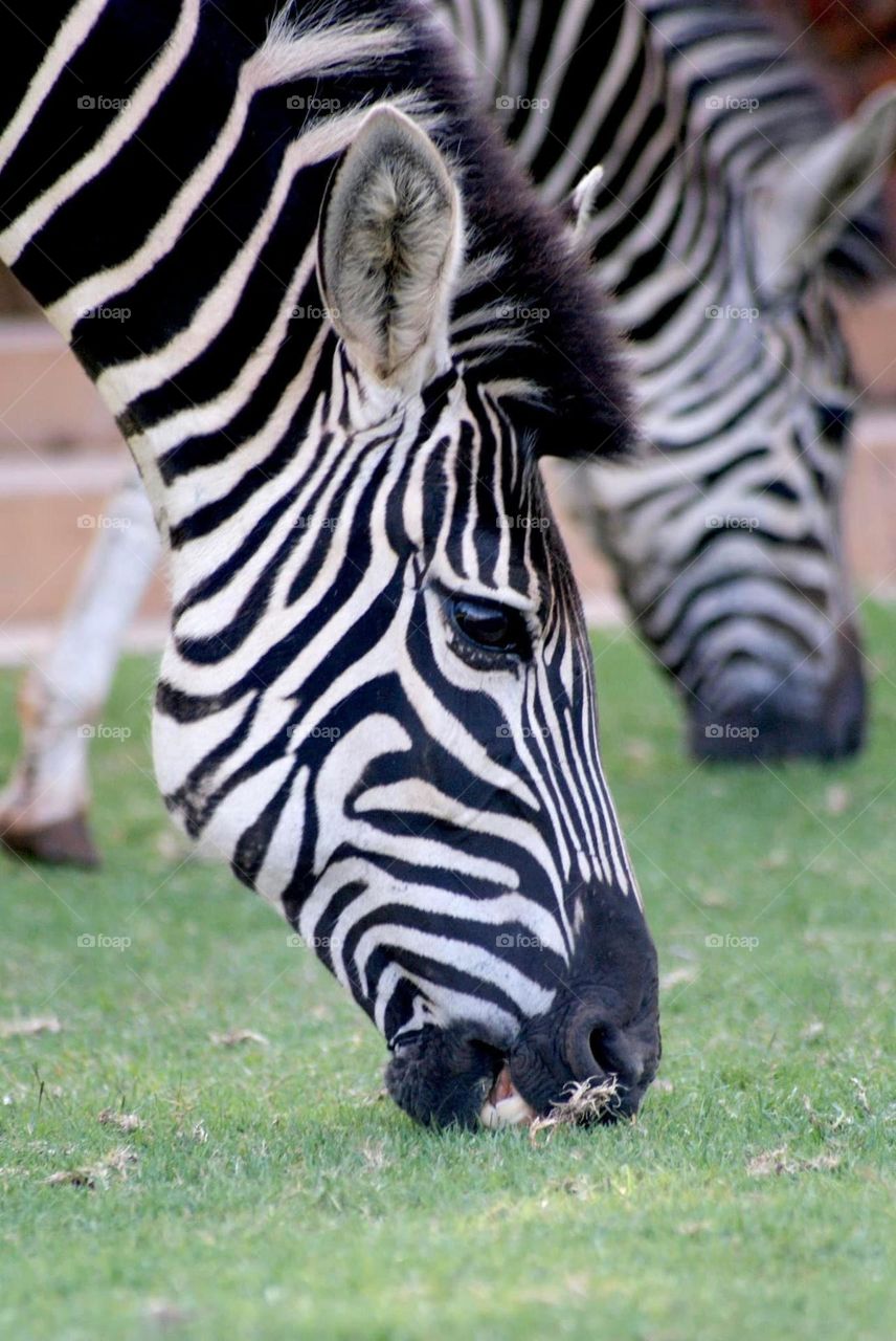 A zebra munching on some grass 