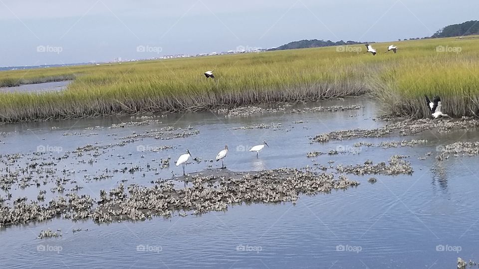 Birds on marsh land