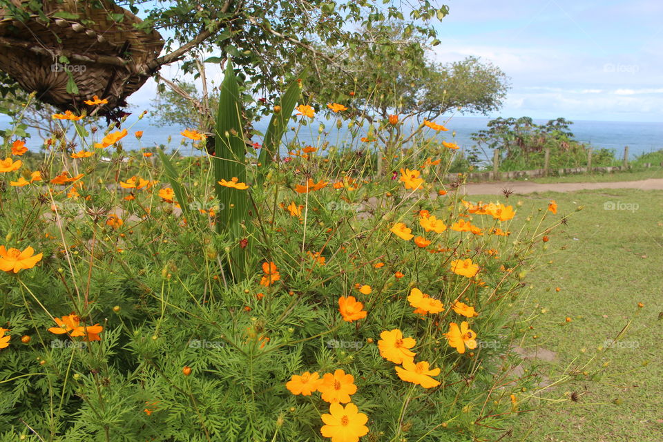 Beautiful yellow flowers overlooking the sea