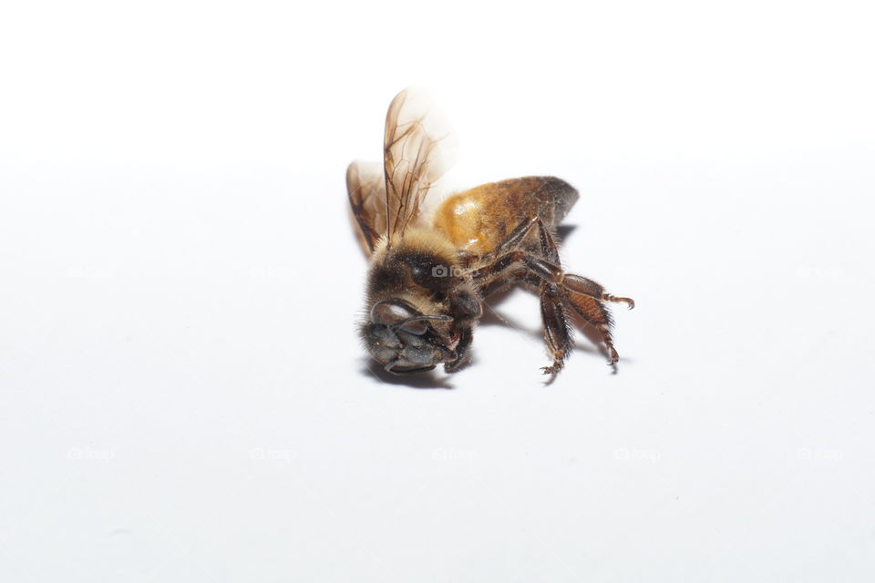 A dead body of bee