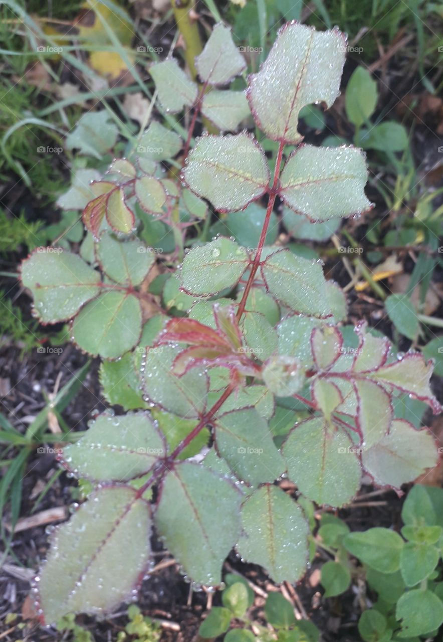 dew on a rose at sunrise