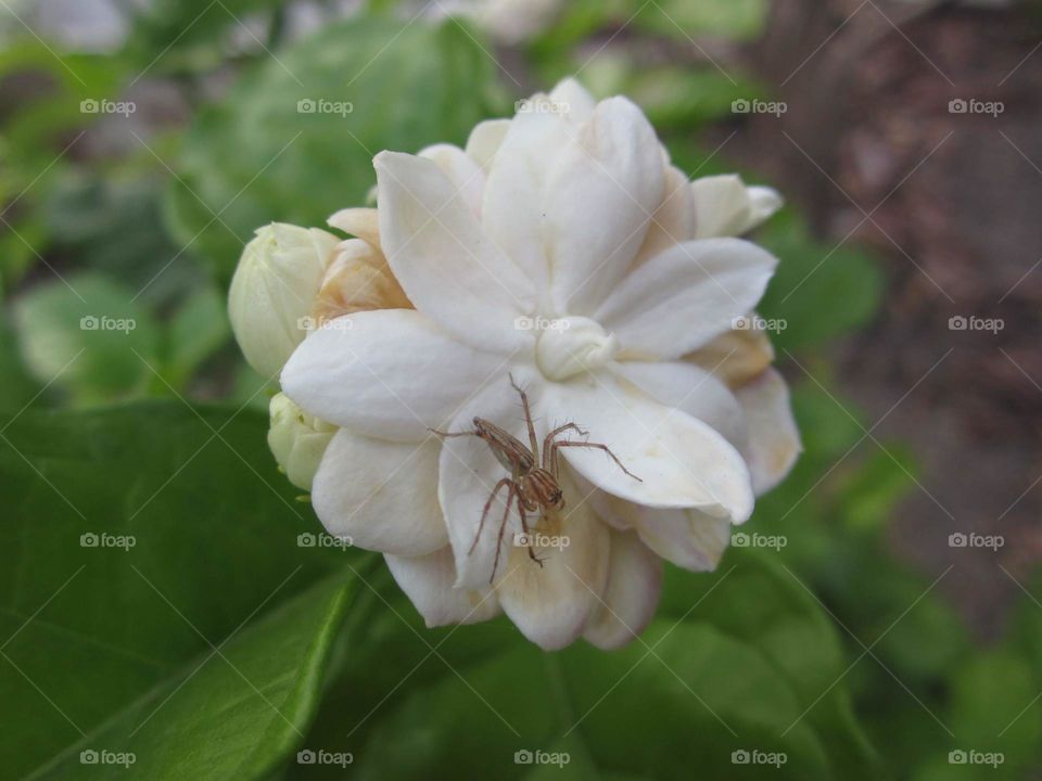 Spider and a Flower