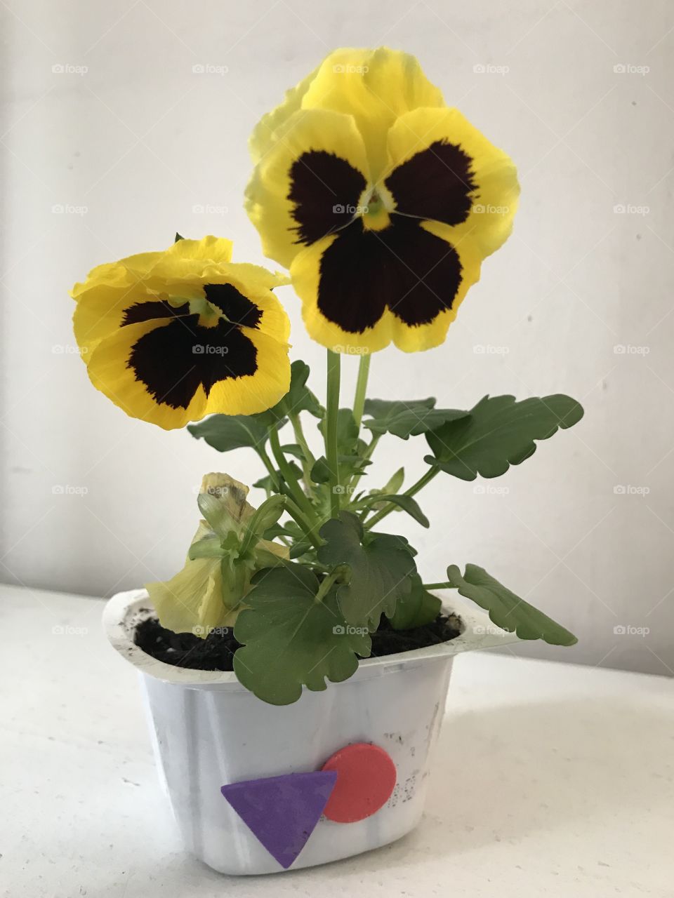 Small Flower Pot