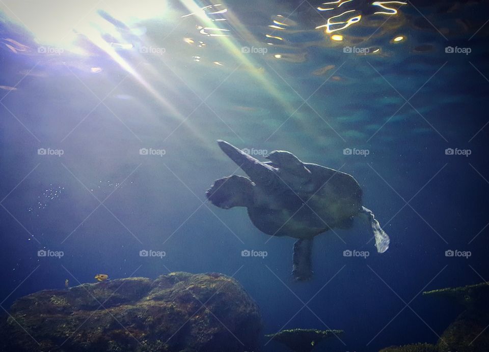 Sea Turtle