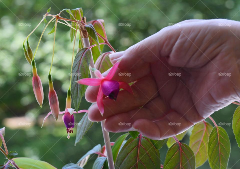 magenta colour house plant flowers and female hand