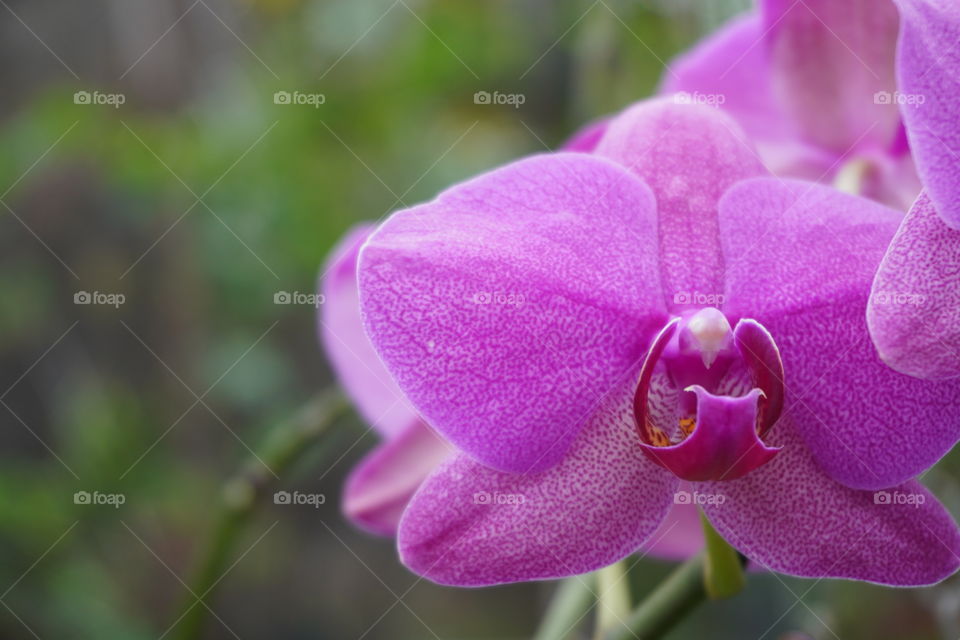 Purple Phalænopsis Orchid