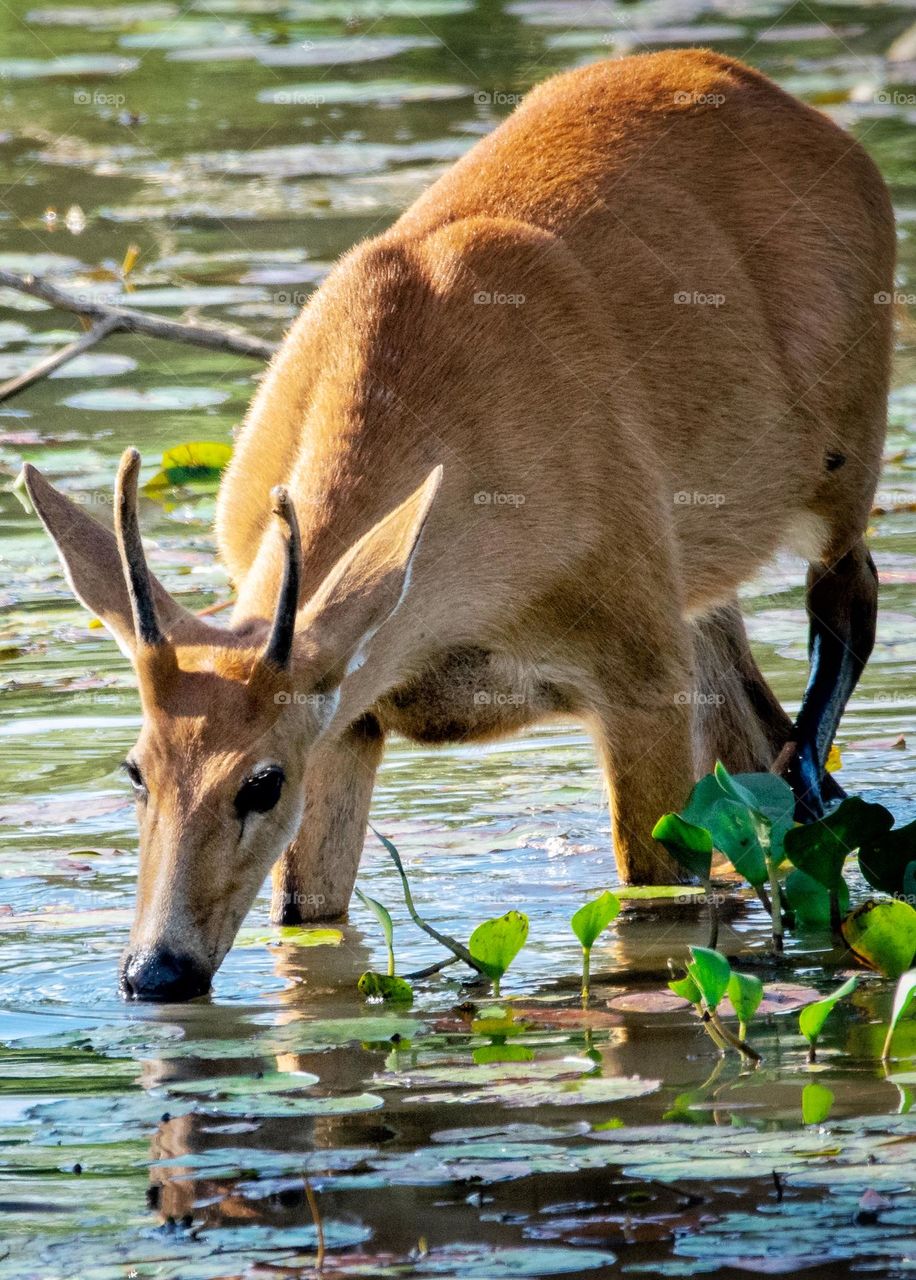 Cervo do Pantanal Jovem se refrescando dentro das baías formadas por chuvas de verão