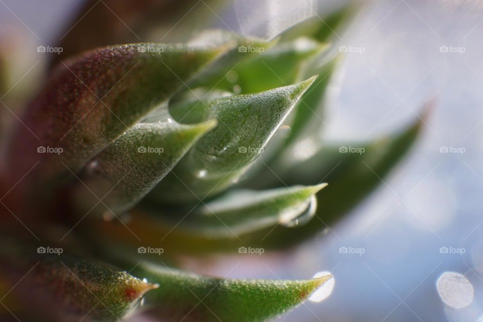 Plant#details#macro#colors#nature