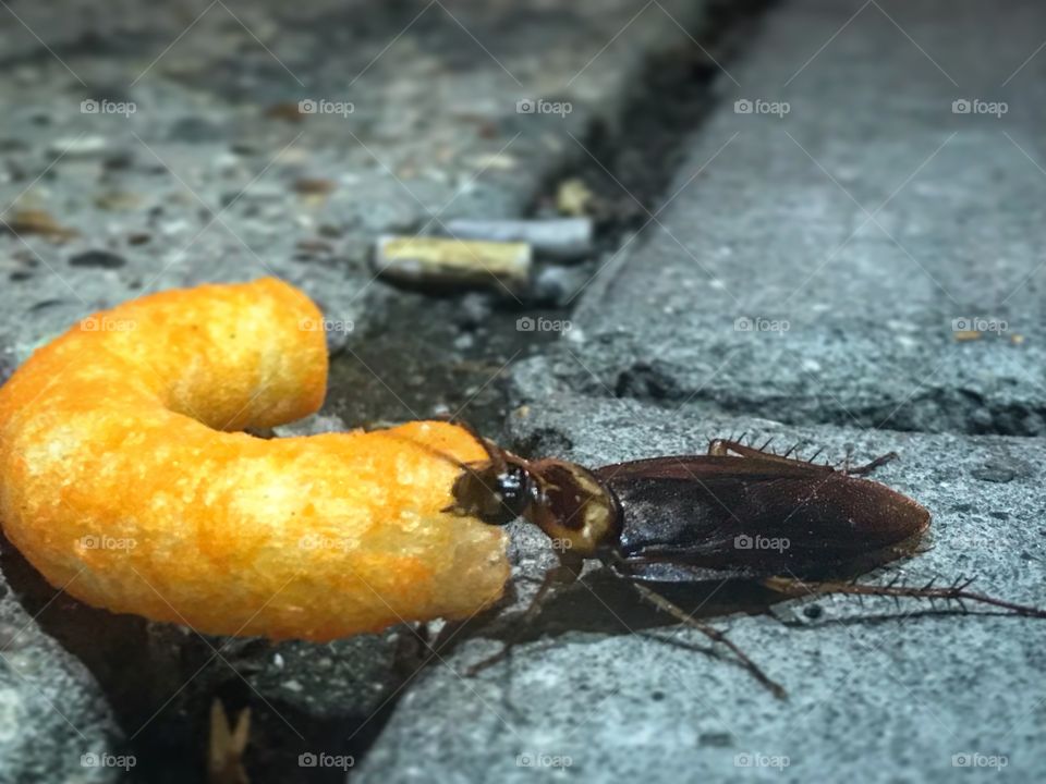 Trash, cockroach, cigarettes, on the street. Comical photo of roach eating dinner; a cheese chip.