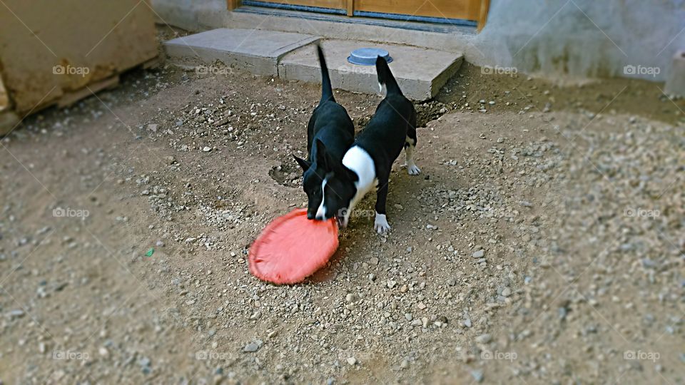 two dogs playing with Frisbee in yard