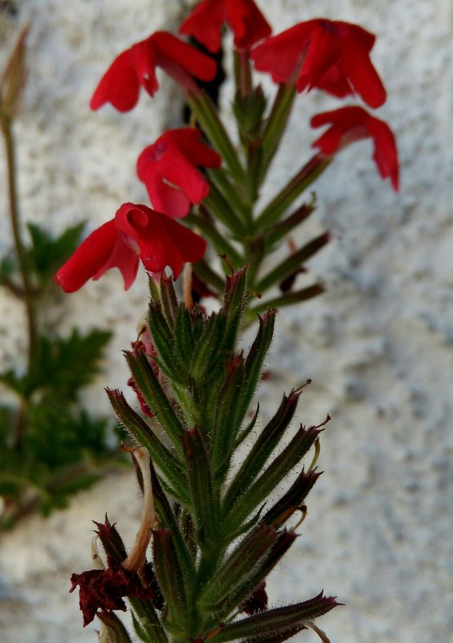 Fl