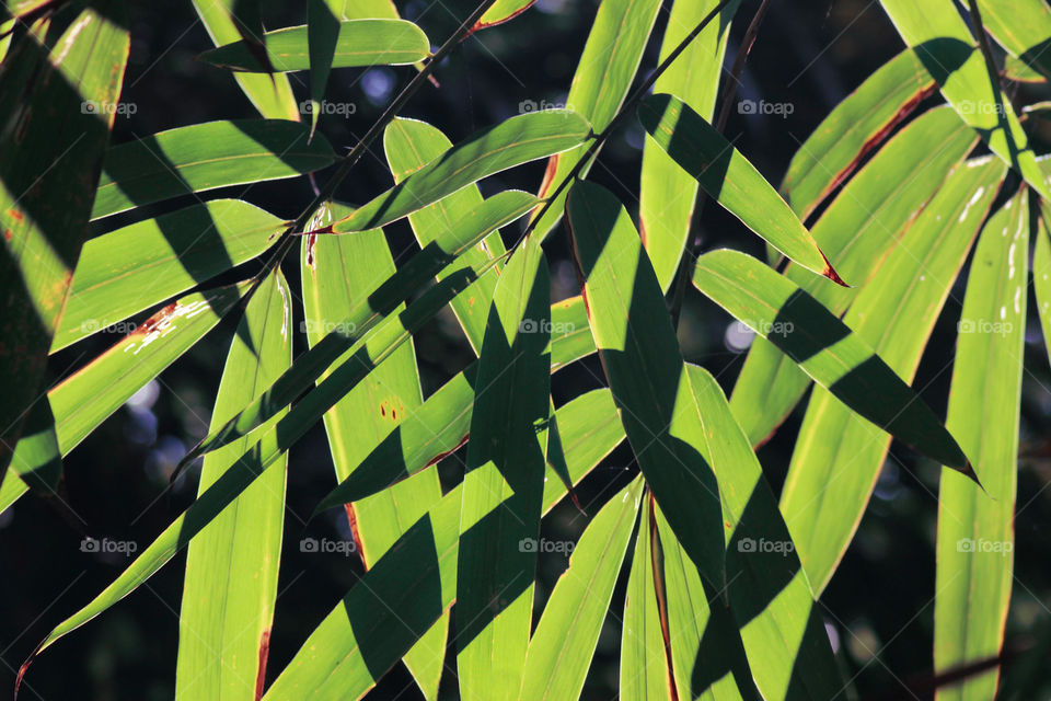 The reflection of light on the bamboo leaves
