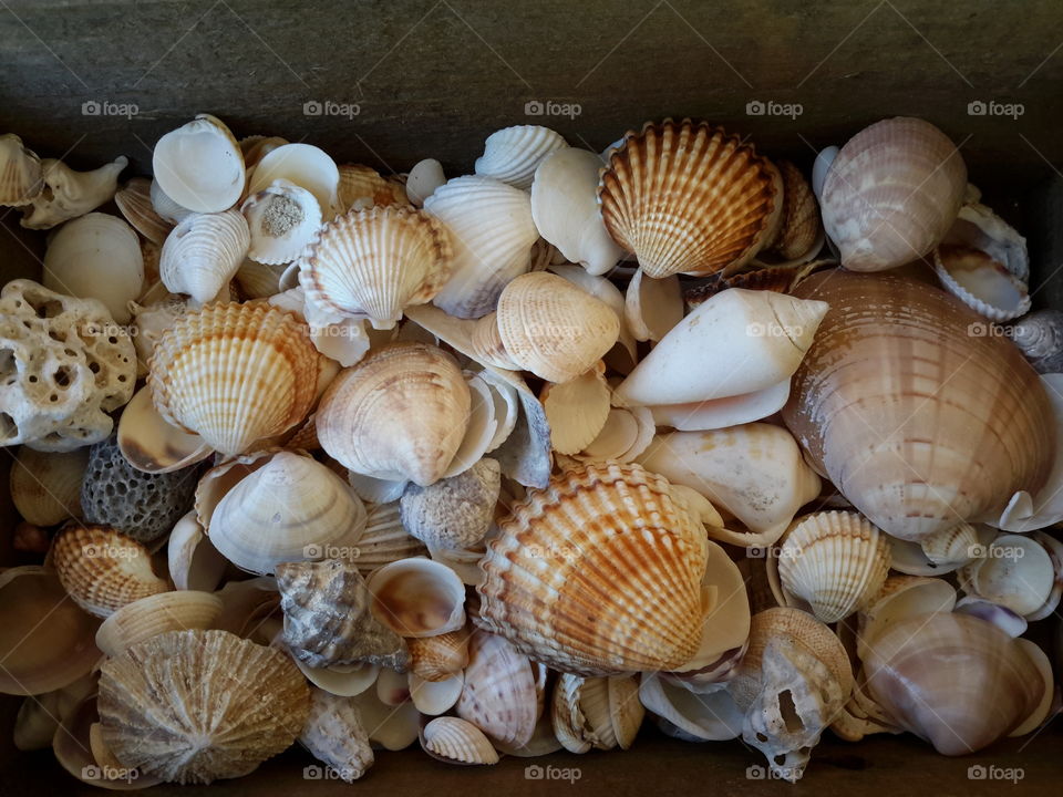 Collection of seashells