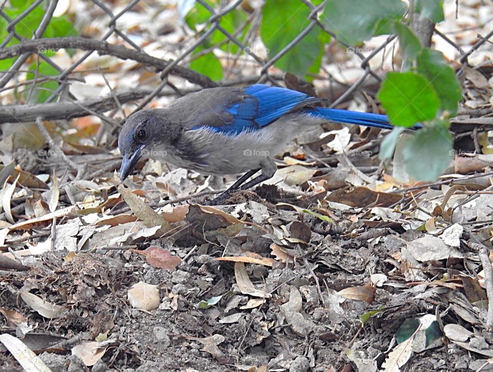 Blue Scrubjay