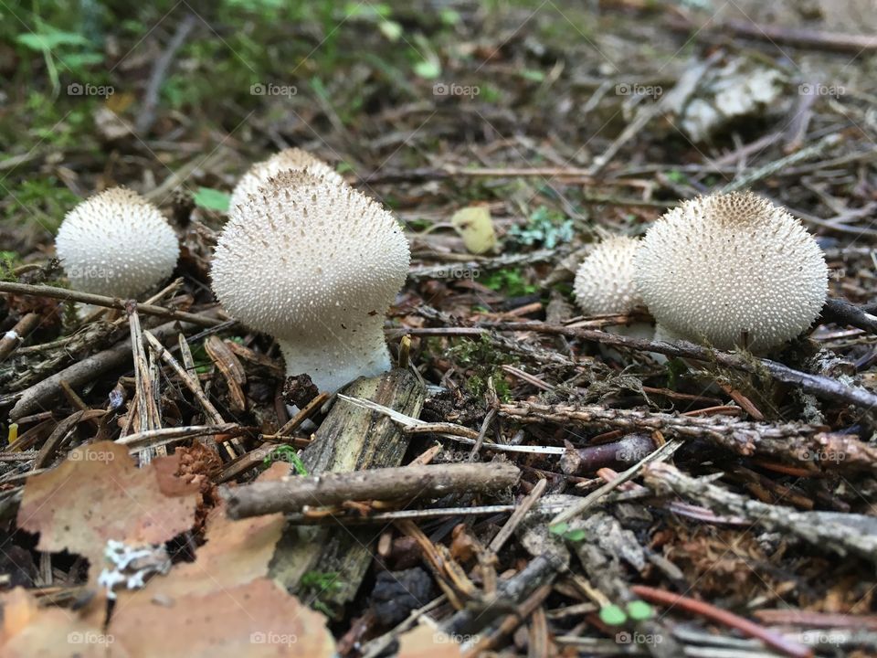 Röksvampar svamp, Puffball, mushrooms, Getåravinen Nature Reserve