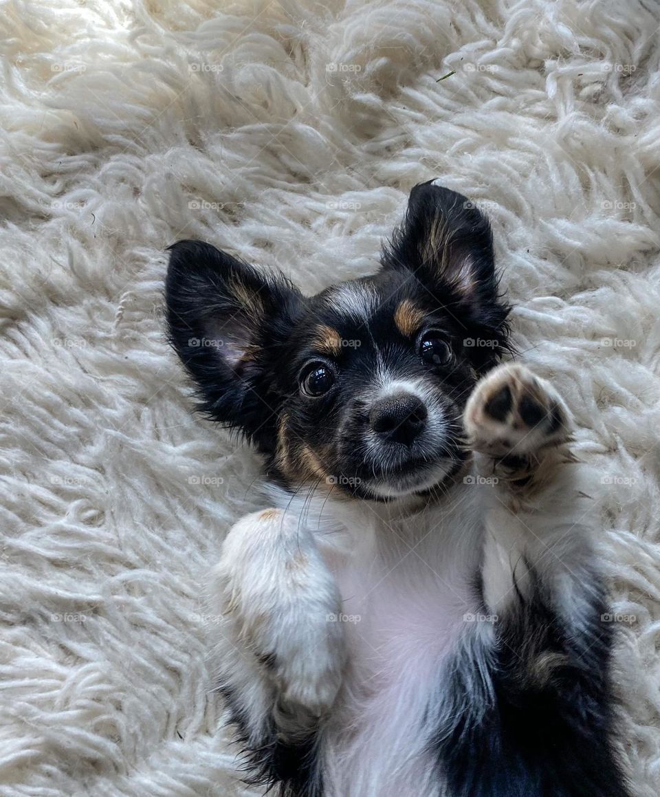 Cute puppy lying on her back with her paw up 