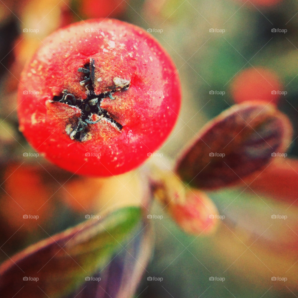 winter macro red cold by gene916