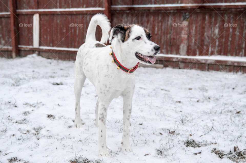 Mixed breed dog standing in the snow outdoors with a Christmas bell collar