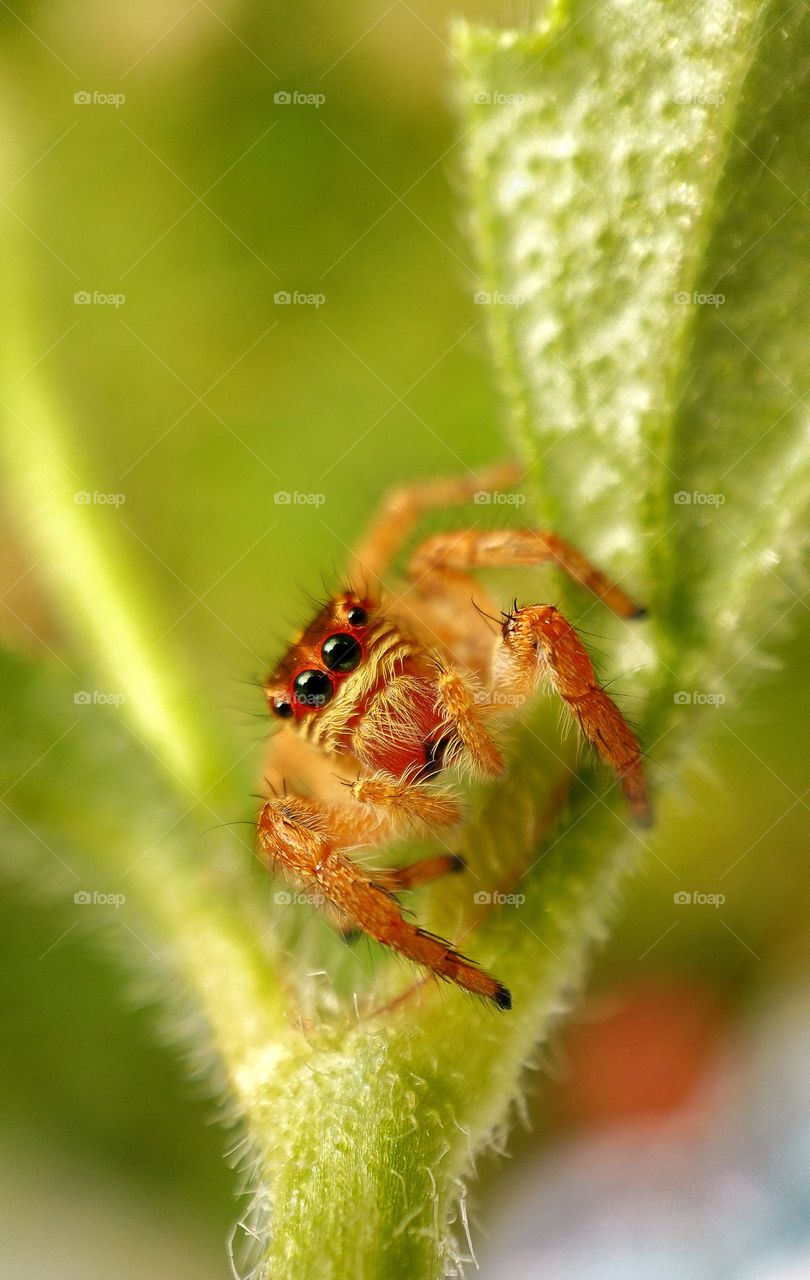JUMPING SPIDER LOOKING FOR PHOTO CLICK