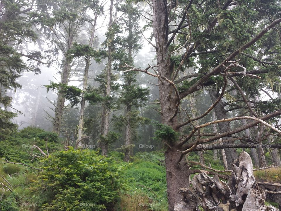 forest in the fog, Olympic National Park