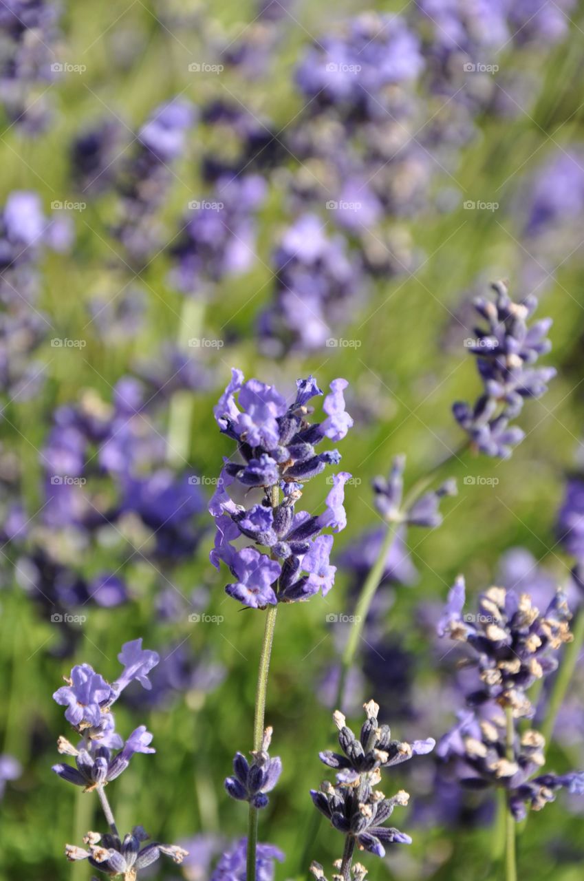 lavender flowers