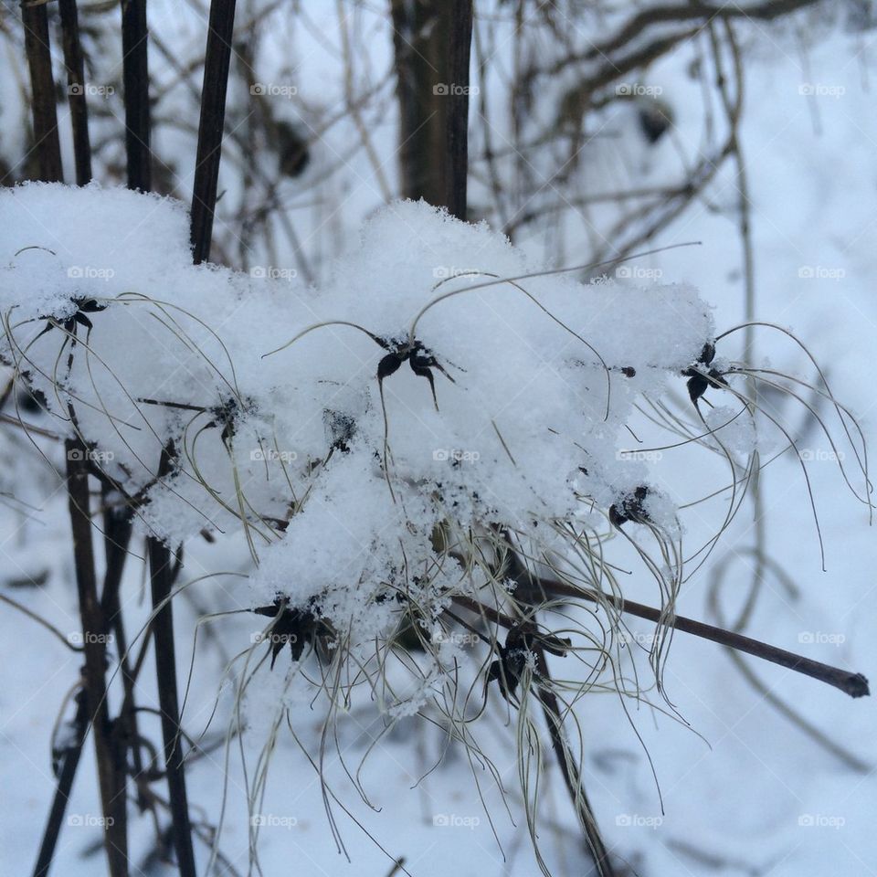 Snow flower