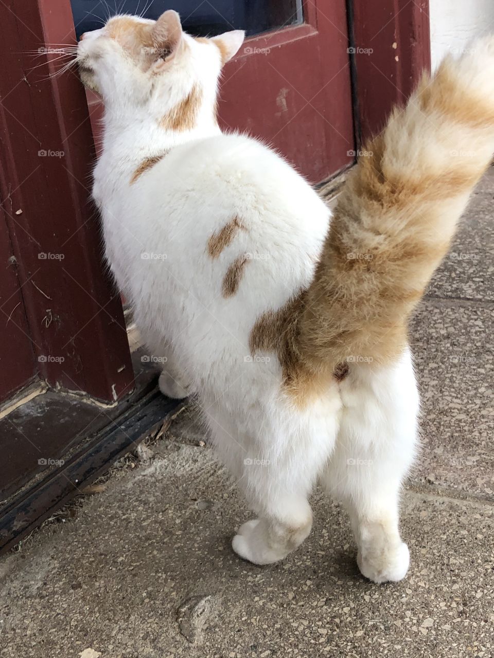 Cat tail