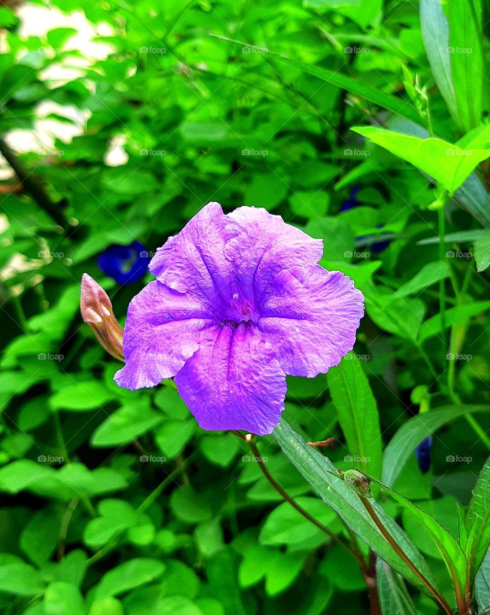 The purple color of beautiful Ruellia flower in the garden