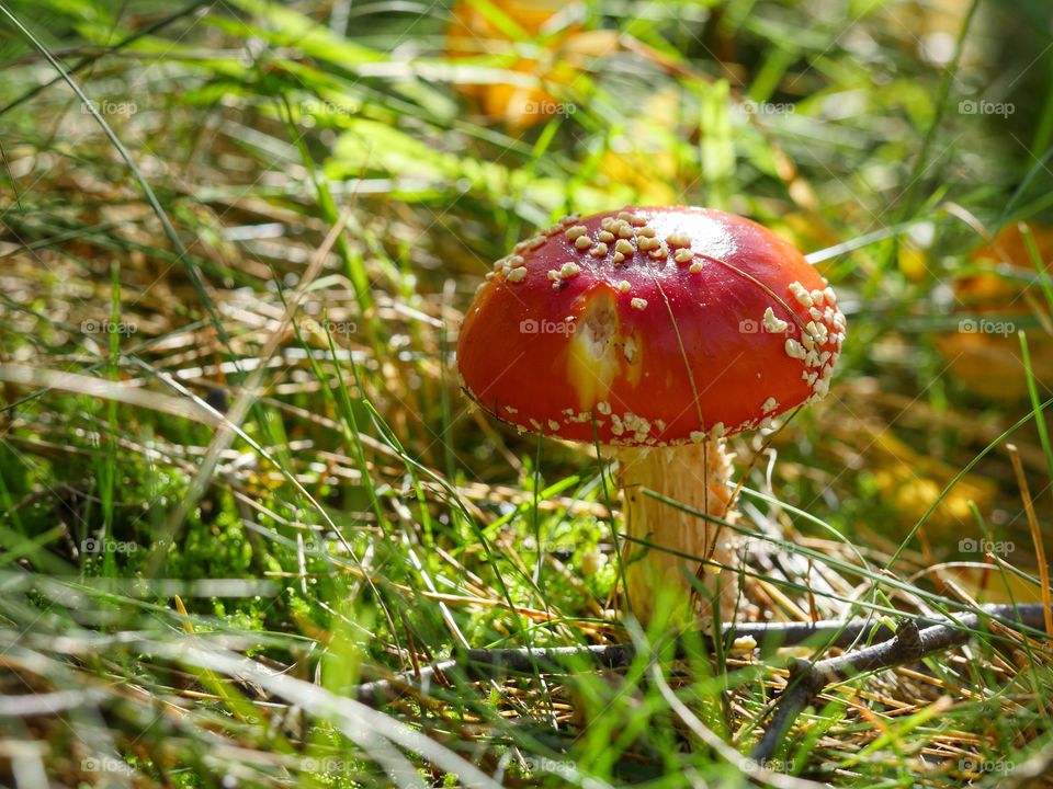 Fly agaric mushroom