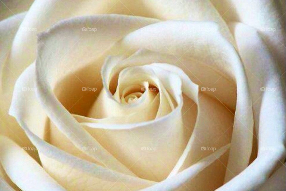 White rose close up