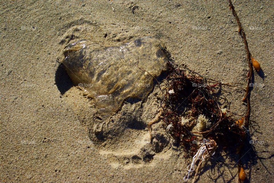 Jellyfish footprint