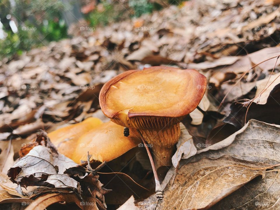 Toad stools in waiting…