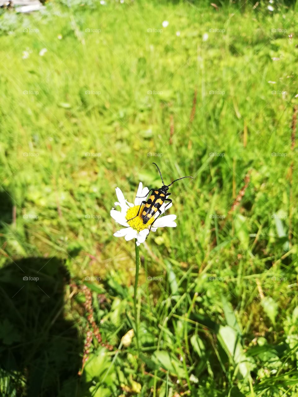 An insect resting on a daisy