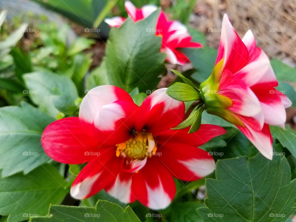 vibrant red and white flowers
