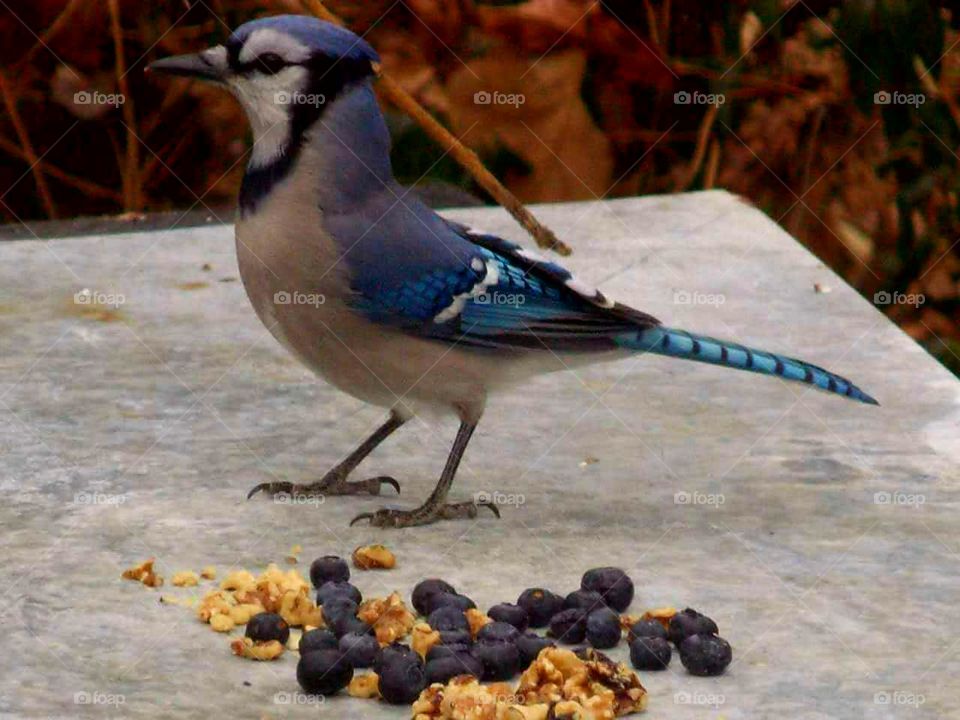 A Blue Jay at snack time