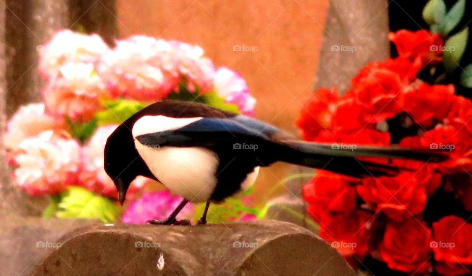 magpie