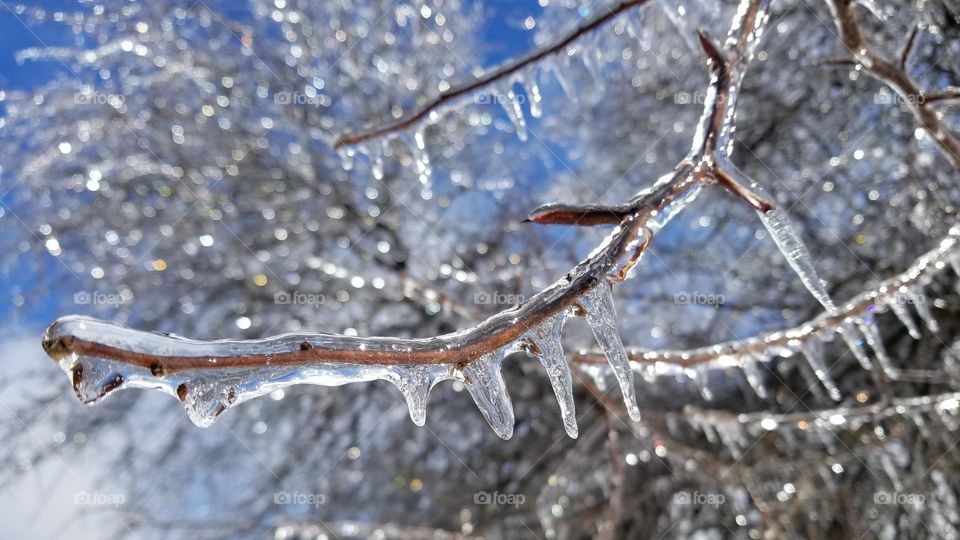 Icy Trees