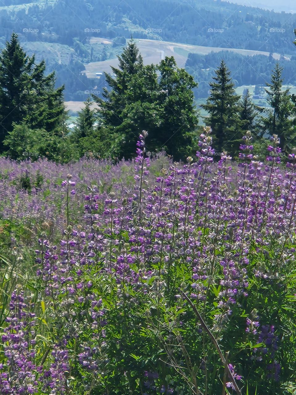 scenic field of lupin flowers on a clear day in Oregon nature park