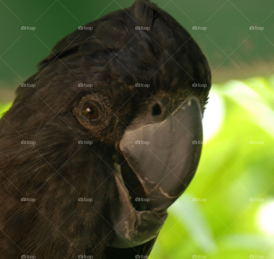 black cool bird pet by lightanddrawing